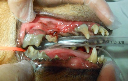歯周病の犬