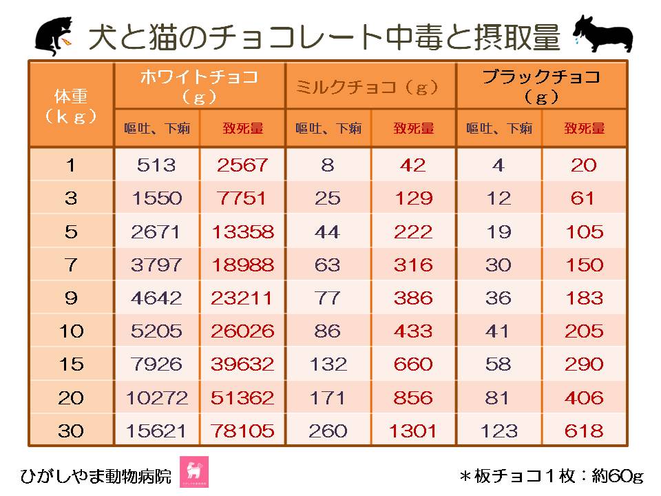 チョコレート中毒 犬 杉並区 動物病院 犬 猫専門 ひがしやま動物病院