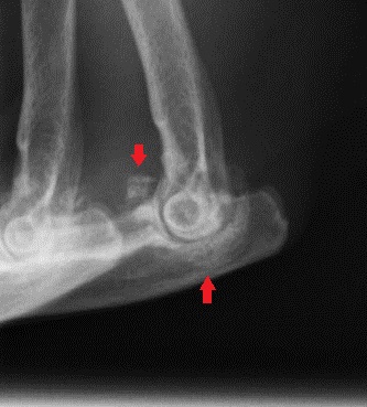 関節炎の猫の肘関節