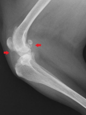 関節炎の犬の膝関節
