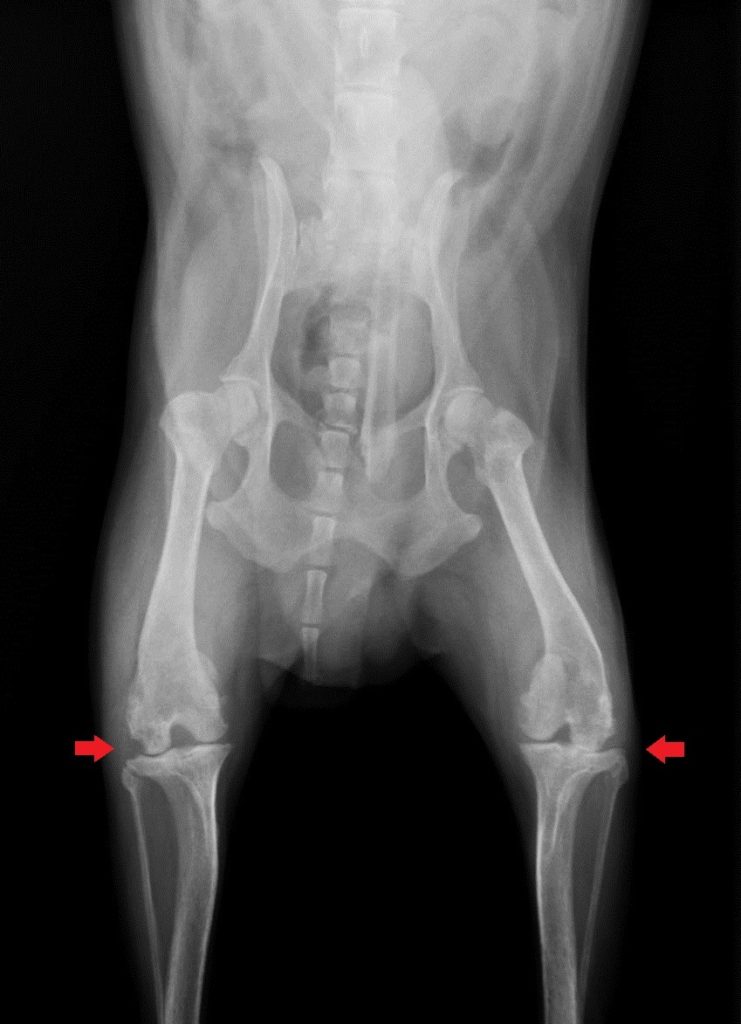 関節炎の犬の膝関節