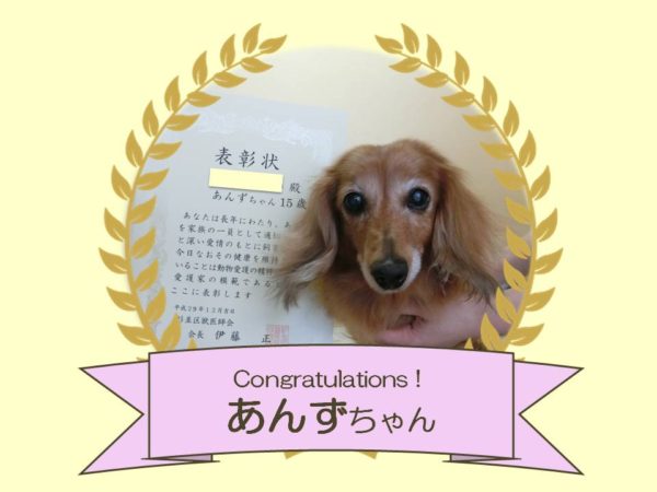 犬　あんずちゃん