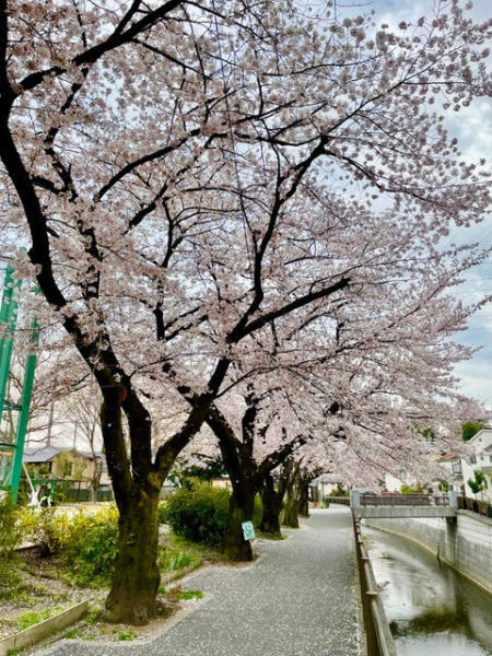 杉並区の桜