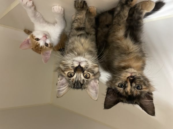 キャットフレンドリー動物病院
