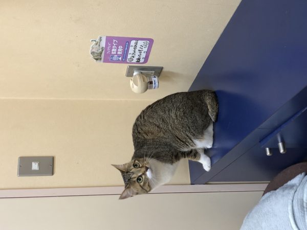 キャットフレンドリー動物病院
